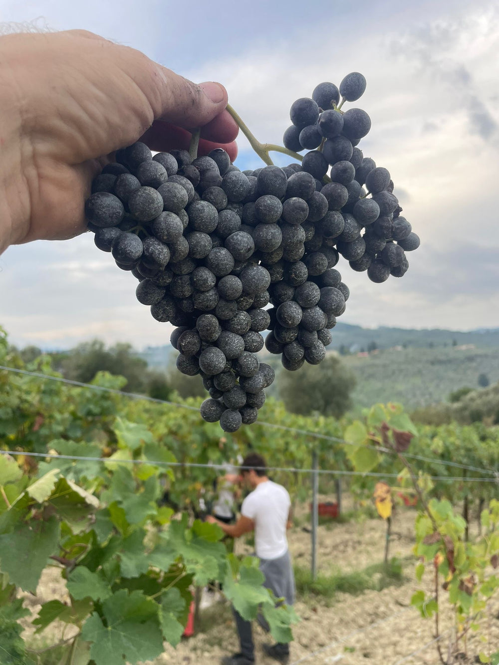 multimedia collage image