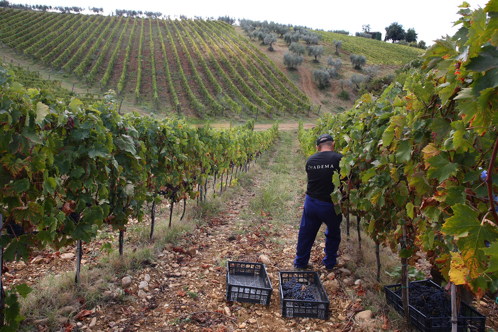 multimedia collage image