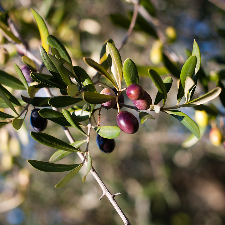 FVO Olio Extravergine di Oliva 3lt