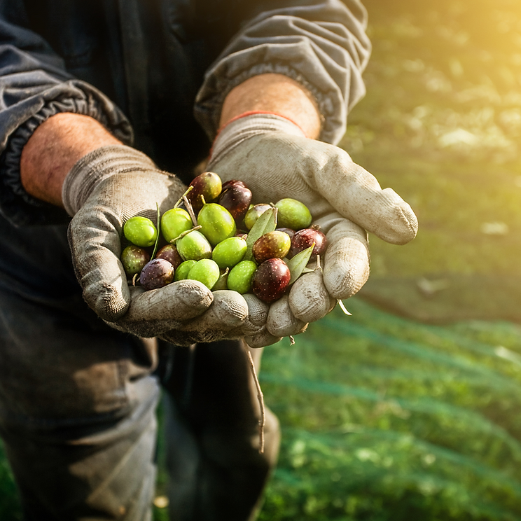 FVO Olio Extravergine di Oliva 3lt