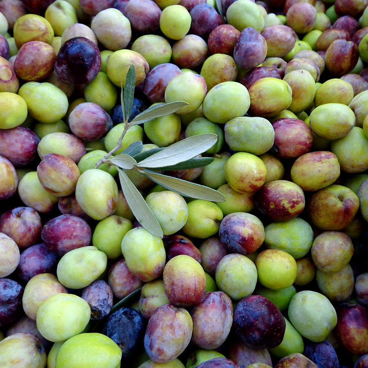FVO Olio Extravergine di Oliva 5lt