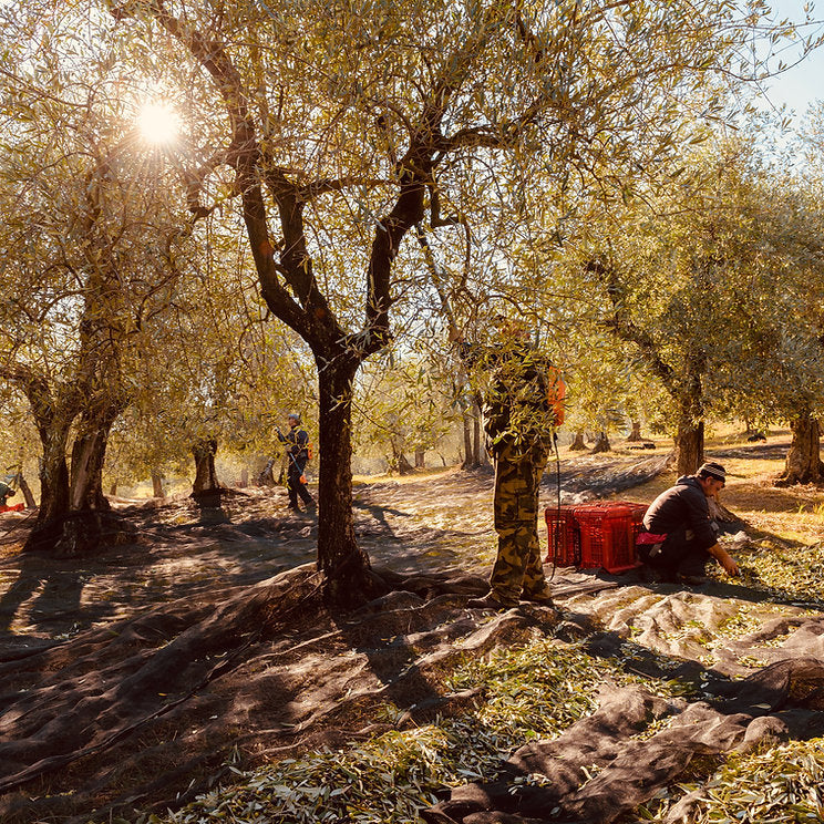 Olio Extravergine di Oliva – diademawine